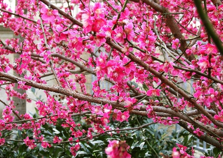 PRUNUS MUME